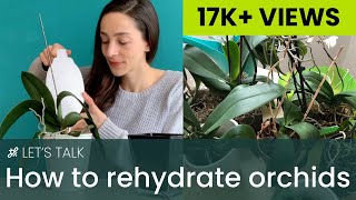 How to Rehydrate Orchids [upl. by Russi]