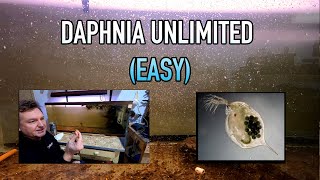 How I Raise Daphnia Water Fleas And You Can Too [upl. by Freud]