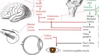 Anatomy of the accommodation reflex [upl. by Ahseen]