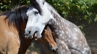 Beautiful Natural Stallion amp Mare Courtship Dance [upl. by Leeke]