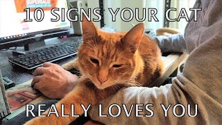 Alvi cat  10 unmistakable signs your cat really loves you [upl. by Letsyrhc]