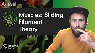 Muscles Sliding Filament Theory  A Level Biology Revision  AQA [upl. by Corly103]