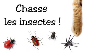 Jeu pour chat  Chasse les insectes [upl. by Ahseikram720]