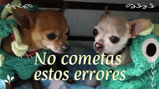 Cuidados y características del perro chihuahua  Selena Mendivil [upl. by Ytitsahc]