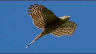 Sparrowhawk Bird Call Bird Song [upl. by Pederson]