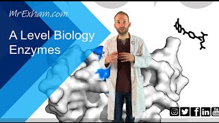 Enzymes Part 1  Structure function and rates  A Level Biology [upl. by Brad]