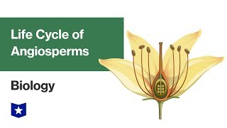 Life Cycle of Angiosperms  Biology [upl. by Inig]