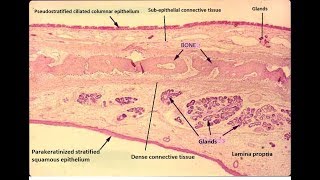 Histology of hard palate [upl. by Waldos]