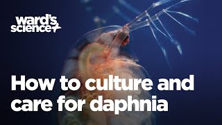 Caring and Culturing for Daphnia [upl. by Kelleher844]