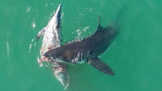 Great White Sharks Feast on a Dolphin [upl. by Drageruaeb]