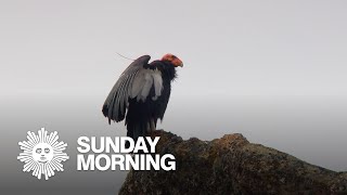 Nature California condors [upl. by Inga]