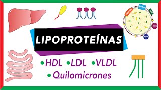 Lipoproteínas Quilomicrones VLDL LDL y HDL Transporte de lípidos [upl. by Kire923]