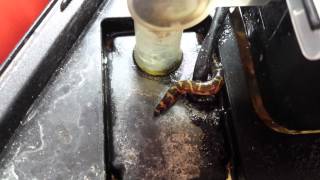 Banded Kuhli loach watch and see what he does [upl. by Hamford]