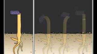 IB Biology 917 Phototropism and Auxin [upl. by Braunstein]