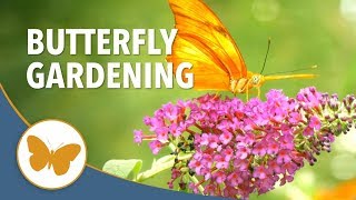 Butterfly Gardening 101  Tips on How to Attract Butterflies [upl. by Egerton]