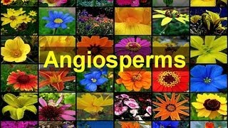 Angiosperms Flowering Plants [upl. by Ewer863]