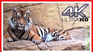 London Zoo Animals  FULL walking tour  Things to do in LONDON  3h40m [upl. by Nnaer]