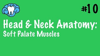 Component Focus 4  “How Do I Control My Soft Palate”  Voice Breakdown [upl. by Nayar]