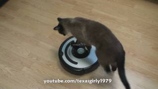 Cat shows HOW TO use iRobot Roomba Vacuum [upl. by Shanie]