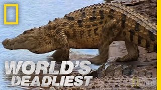 Croc Attack  Worlds Deadliest [upl. by Catrina642]