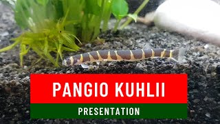 Présentation du Pangio kuhlii [upl. by Severen]