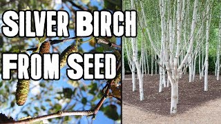 How To Grow A Birch Tree From Seed [upl. by Alard]