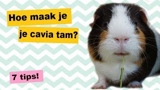 Hoe maak je je cavia tam – 7 tips [upl. by Travers]