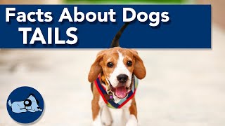 Facts About Dogs Tails [upl. by Currie]