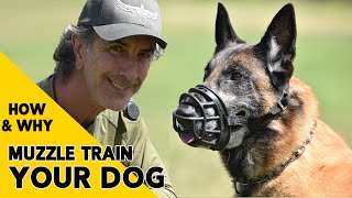 How and Why to MUZZLE Train Your DOG [upl. by Fiann774]