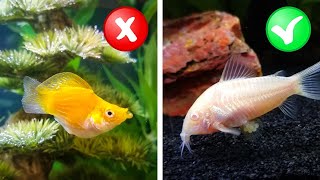 My Honest Review of 10 Beginner Fish from Petco [upl. by Orgel903]