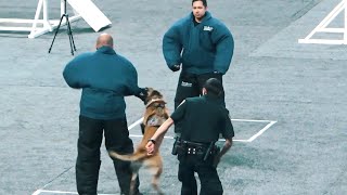 Police Dog funny moments [upl. by Paolina]