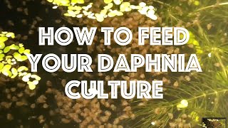 How To Feed Your Daphnia Culture [upl. by Wier]