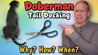 Doberman Pinscher Tail Docking Why When and How Much [upl. by Yssak]