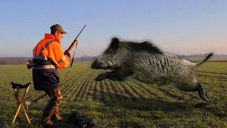 TOP 5 Charge Dun Sanglier 2021  Wild Boar Attacks [upl. by Donica63]