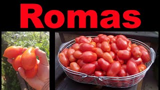 Planting Roma Tomatoes The Right Way [upl. by Lema]