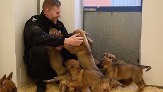 Police Dog Unit Welcomes Newest Members [upl. by Lynde]