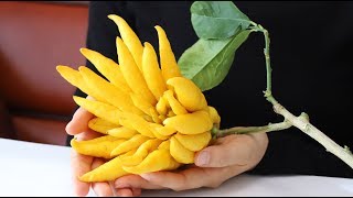 How to Cook Lucky Fruit quotBuddhas Hand Citrusquot [upl. by Lednar]