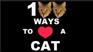 100 Ways To Love A Cat Ways 1100 [upl. by Ecadnac]