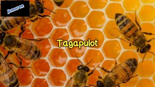 Tagapulot Ilocano Song with Lyrics  Jemaron [upl. by Anileuqcaj]