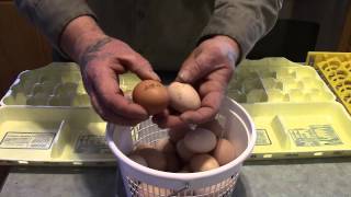 Incubating Duck Eggs from START TO FINISH  Rite Farm 3600 Incubator [upl. by Vittorio314]