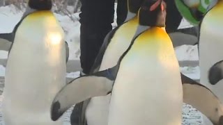 Penguin walk at the Calgary Zoo returns [upl. by Appel832]