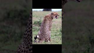 Discover the Truth About Cheetahs in the Animal Kingdom [upl. by Trella585]