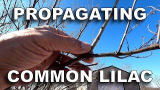 Propagating Common Lilac from Dormant Winter Cuttings [upl. by Cannon]