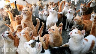 Why Humans Are Obsessed with Cats  Annals of Obsession  The New Yorker [upl. by Darwin]