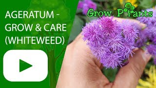 Ageratum  grow amp care Whiteweed [upl. by Bennink]