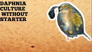 HOW TO CULTURE DAPHNIA NATURALLY WITHOUT A STARTER [upl. by Jilleen686]