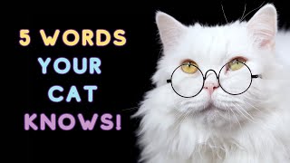 5 WORDS Your Cat Truly UNDERSTANDS Backed by SCIENCE [upl. by Claybourne]