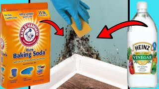 DIY MOULD REMOVER  8 Ways To Get Rid of Black Mold Naturally [upl. by Ateuqal397]