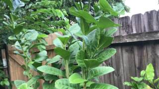 Buddhas Hand Citrus plants [upl. by Fulcher543]