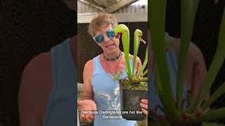 Cobra Plant Darlingtonia Care and Seed Sowing [upl. by Bentley]